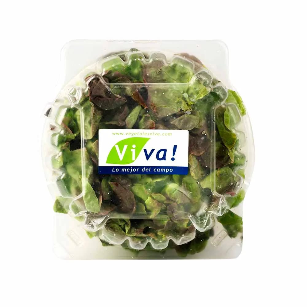 Lechuga Lollo Rossa VIVA x und.